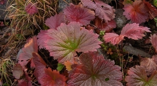rimg0098.jpg
